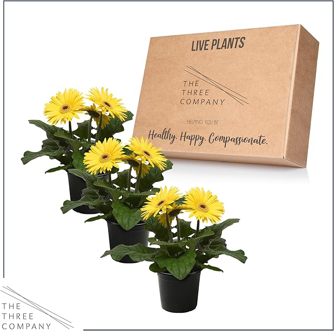Live Flowering Gerbera Daisies - Yellow (3 Plants Per Pack) - Beautiful Spring Flowers - 12" Tall by 5" Wide in 1 Qt Pot