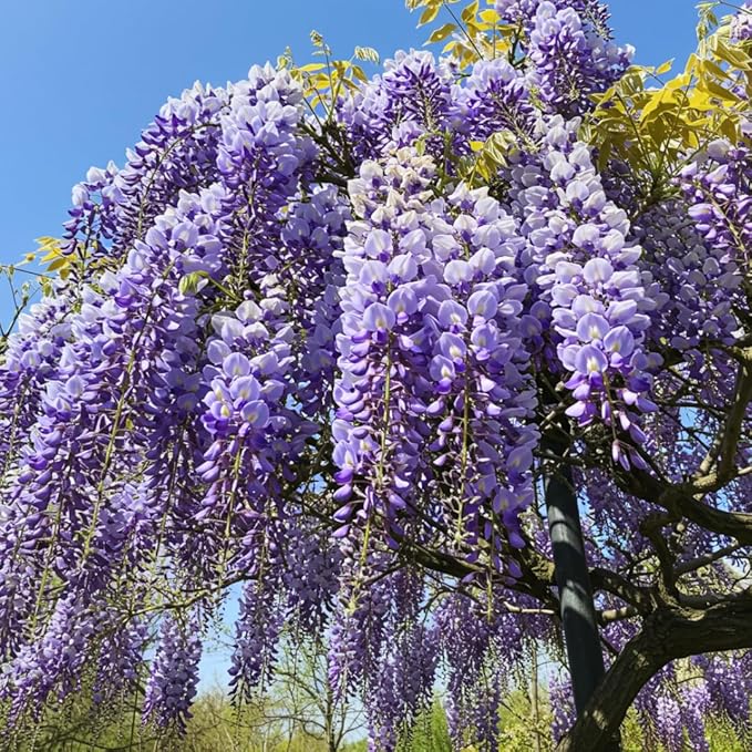 Stunning Live 1 Potted Chinese Blue Weeping Wisteria Tree Fresh Plant