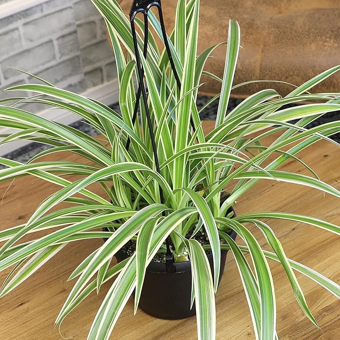 Live Spider Plant in 6" Hanging Basket with Detachable Hook, Pet Friendly Houseplant for Home or Office, Unique Seasonal Varieties, Real Easy to Grow Houseplants by Plants for Pets
