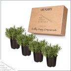 Live Aromatic and Edible Herb - Lavender (4 Per Pack), Natural Sleep Enhancer, 6" Tall by 4" Wide in 1 Pint Pot (Pack of 2)