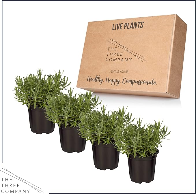 Live Aromatic and Edible Herb - Lavender (4 Per Pack), Natural Sleep Enhancer, 6" Tall by 4" Wide in 1 Pint Pot (Pack of 2)