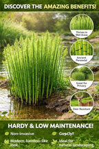 Horsetail Plant Cuttings (Equisetum Hyemale) – Live Rooted Starts for Ponds & Wet Areas – Hardy Perennial, Easy to Grow – Natural Privacy & Water Garden Plant (12 Cuttings)
