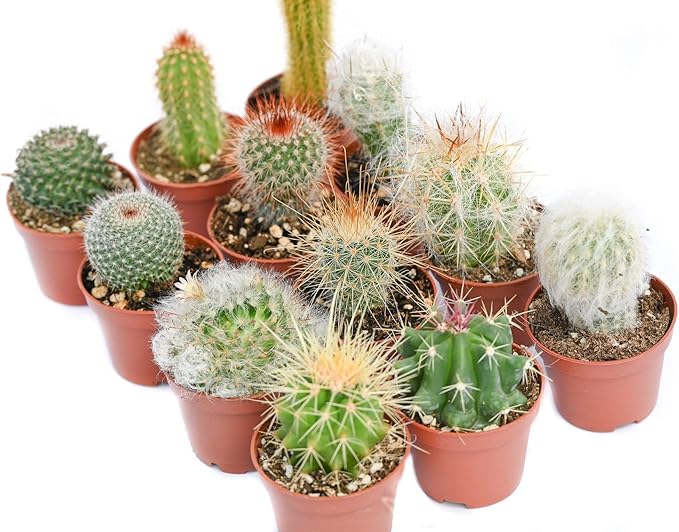 Cactus Plants Live – Small Assorted 2-Inch Cactus Plants – Fully Rooted Potted Cactus Plants – Live Cactus Plant Set (12)