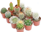 Cactus Plants Live – Small Assorted 2-Inch Cactus Plants – Fully Rooted Potted Cactus Plants – Live Cactus Plant Set (12)