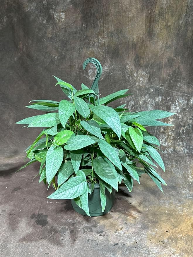 PLANTVERS Cebu Blue Pothos Live Plant – Epipremnum Pinnatum – Cebu Blue Live Vining Plant – Low Light Indoor Houseplant – Easy Tropical Climbing Plant – Air Purifying Indoor Plant (8" Hanging Basket)