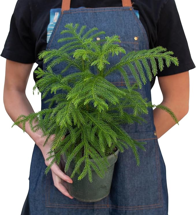 Norfolk 'Island Pine' | Live Plant for Indoor & Outdoor | House Plant Decor Size: 4" Pot