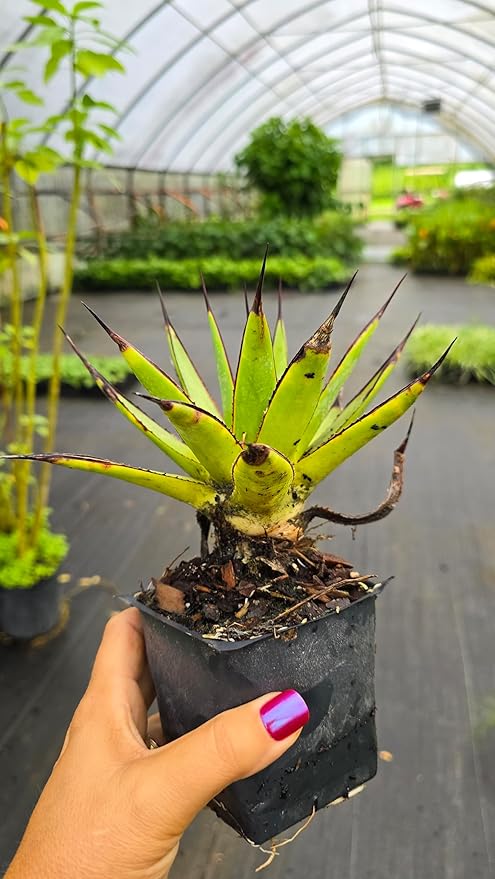 2 Agave Blue Glow in a 3.5" Pot