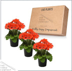 Live Flowering Gerbera Daisies - Orange (3 Plants Per Pack) - Beautiful Spring Flowers - 12" Tall by 5" Wide in 1 Qt Pot
