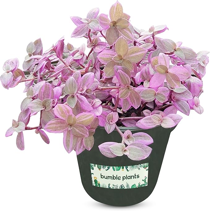Callisia Rosato Pink Fairy Lady [Winter Thermal Packaging Included] Plant | Vibrant Indoor Plant with Striking Pink Foliage | Ideal for Home Decor and Small Spaces Houseplants Live Indoor House Plant