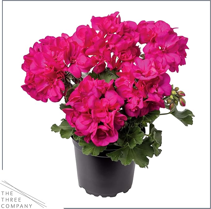 Live Flowering Zonal Geraniums - Pink (2 Plants Per Pack) - Beautiful Spring Flowers - 12" Tall by 5" Wide in 1 Qt Pot
