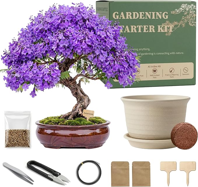 Bonsai Tree Starter Kit, Jacaranda Bonzai Kit, Indoor Bonsai Trees Plant Seeds with Drainage Design Pots, Gardening Gifts for Women, High-Value Plant Gifts
