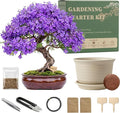 Bonsai Tree Starter Kit, Jacaranda Bonzai Kit, Indoor Bonsai Trees Plant Seeds with Drainage Design Pots, Gardening Gifts for Women, High-Value Plant Gifts