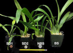 Oncidium Sharry Baby - Chocolate Fragrance Very Popular, Easy to Grow and Bloom (NOT in-Bud/Bloom When Shipped)