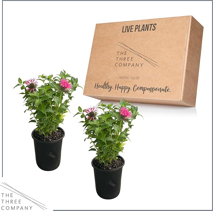 Live Flowering Bee Balm - Balmy Pink (2 Plants Per Pack), Pollinator - Attracts Butterflies, 10" Tall by 4" Wide in 1 Qt Pot