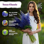 KVITER 75 Texas Bluebonnet Seeds (Lupinus Texensis) - Texas Lupine, Pollinator Friendly Wildflower, Non GMO Heirloom Seed - Annual Flower Seeds in Seed Packets for Outdoor Garden, Beds and Borders