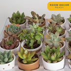 Costa Farms Mini Succulent Live Plants in Decorative Pots, Easy to Maintain Indoor Succulents, Houseplants for Home or Office Decor, House Warming or Party Favors, 2-3.5 Inches Tall, Pack of 24