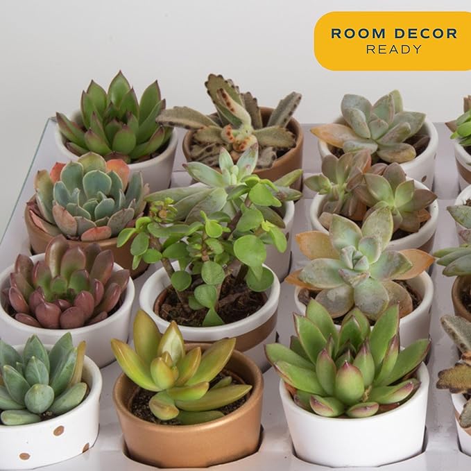 Costa Farms Mini Succulent Live Plants in Decorative Pots, Easy to Maintain Indoor Succulents, Houseplants for Home or Office Decor, House Warming or Party Favors, 2-3.5 Inches Tall, Pack of 24