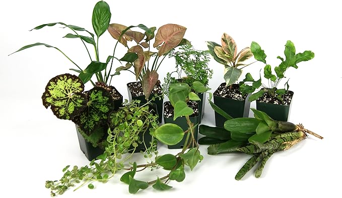 Josh's Frogs 20 Gallon Tropical Vivarium Plant Kit