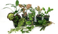 Josh's Frogs 18x18x18 Tropical Vivarium Plant Kit