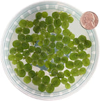 60+ Leaves Water Spangles - Salvinia Minima Floating Live Aquarium Plants