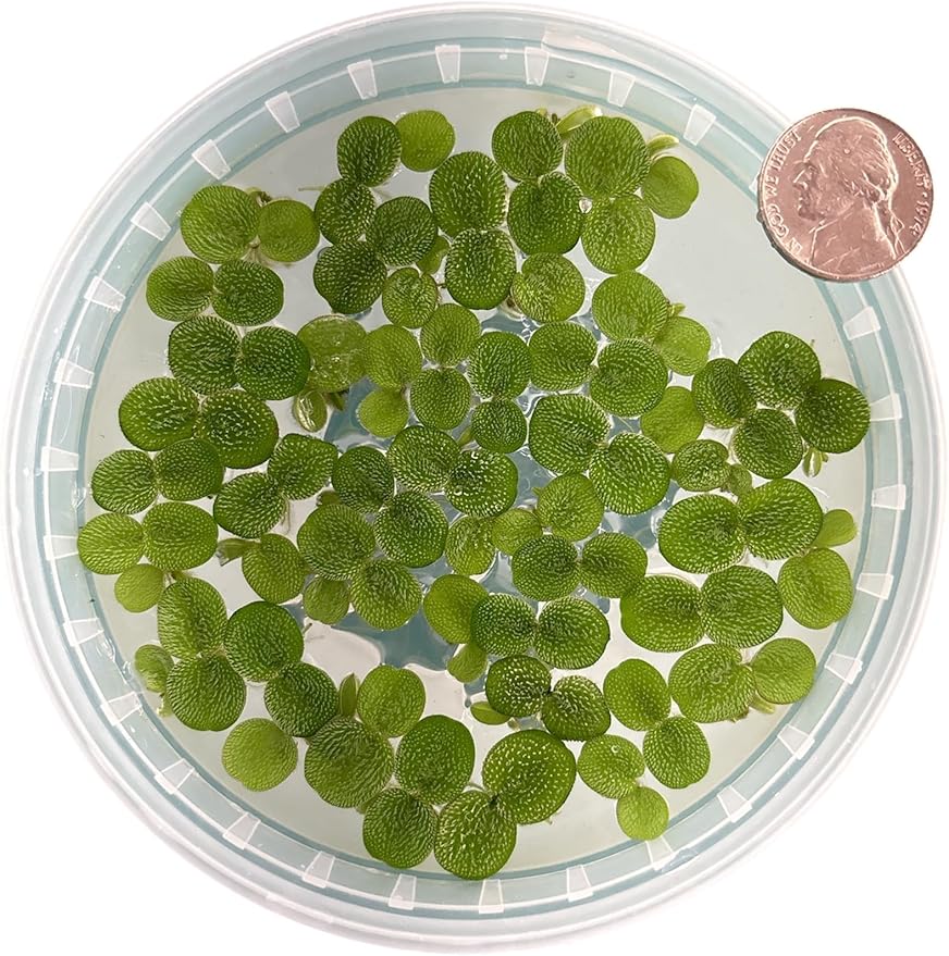 60+ Leaves Water Spangles - Salvinia Minima Floating Live Aquarium Plants