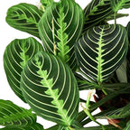 Maranta 'Lemon Lime' Live Plant for Indoor | Different Houseplants in 4'' & 6'' Pot | Real House Plant for Living Room, Office, Desk & Bathroom | Prayer Plant