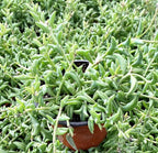 Sprout N Green String of Dolphins, Live Succulent Plant Fully Rooted in 4" Pot with Soil, Trailing Houseplant for Home Office Wedding Hanging Decor DIY Projects Party Favor, Keep Away from Pets
