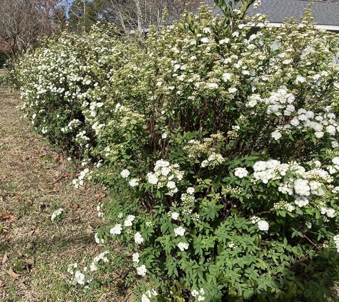 Reeves Bridal Wreath Spirea (2.5 Quart) White Blooming Deciduous Shrub - Full Sun Live Outdoor Plant
