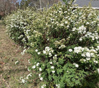 Reeves Bridal Wreath Spirea (2.5 Quart) White Blooming Deciduous Shrub - Full Sun Live Outdoor Plant