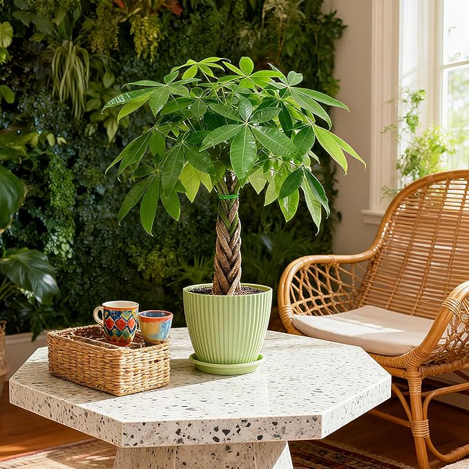 Sprout N Green 8-10" Money Tree with 5 Lucky Braid, Live Plant with Green Stripe Pot, Decoration for Indoor Home Office Tabletop Windowsill Side Table, Gift for Housewarming Mother's Day