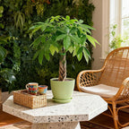 Sprout N Green 8-10" Money Tree with 5 Lucky Braid, Live Plant with Green Stripe Pot, Decoration for Indoor Home Office Tabletop Windowsill Side Table, Gift for Housewarming Mother's Day