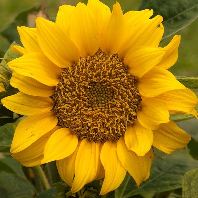 Seed Needs Sunflower Seeds for Planting Dwarf Sunspot Sunflowers - Heirloom & Open Pollinated Annual Cut Flower Seed to Plant 2 Foot Tall Sun Flowers (10 Packs)