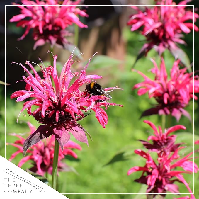 Live Flowering Bee Balm - Assorted Colors (2 Plants Per Pack), Pollinator - Attracts Butterflies, 10" Tall by 4" Wide in 1 Qt Pot