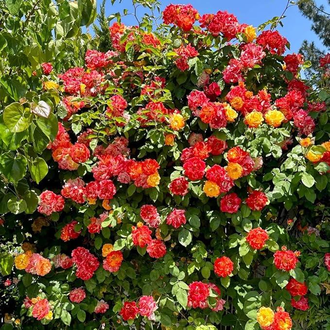 Random Climbing Rose Live Plant, Can Grow As Rose Bushes Shrubs, Fragrant Ready to Plant, Starter Size, 5 to 10 Inc Tall, Dormant in Winter