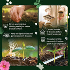 SVI 1500 Helen Mount Johnny Jump Up Seeds (Viola Tricolor) – Johnny-Jump-Up Wildflower Seed Packets, Violet Viola Edible Flowers – Flower Seeds for Outdoor Garden, Containers, Flower Beds