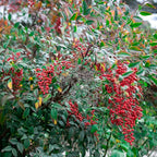 Perfect Plants Gulfstream Nandina 1 Gal. Pot | Heavenly Bamboo | Low Maintenance | Vibrant Color Changing Foliage