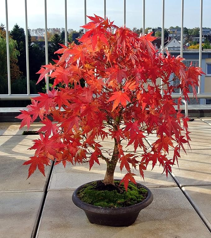 2 Red Japanese Maple Tree Seedlings for Planting - Excellent Bonsai Material - Ready to Plant - Approx 12 Inches Tall