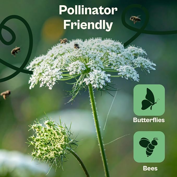SVI 900 Queen Anne's Lace Seeds for Planting, Bishop's Flower Seed Packets (Ammi majus) - Bullwort, Laceflower, Heirloom Wildflower, False Annes Lace - Wild Flower Seeds to Plant Outside
