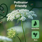 SVI 900 Queen Anne's Lace Seeds for Planting, Bishop's Flower Seed Packets (Ammi majus) - Bullwort, Laceflower, Heirloom Wildflower, False Annes Lace - Wild Flower Seeds to Plant Outside