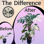 Organic Liquid Indoor Plant Food, Houseplant, Tropical & All-Purpose Indoor Plant Fertilizer, Organic Liquid Fertilizer 5-5-5 with Sea Kelp 1 Gallon Treats 800 Gallon of Water