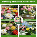 60 PCS Lotus Seeds for Planting in Water - Mixed Color Bowl Lotus Seeds, Non-GMO Aquatic Plant Water Lily Seeds for Indoor Bonsai, Outdoor Ponds & Garden