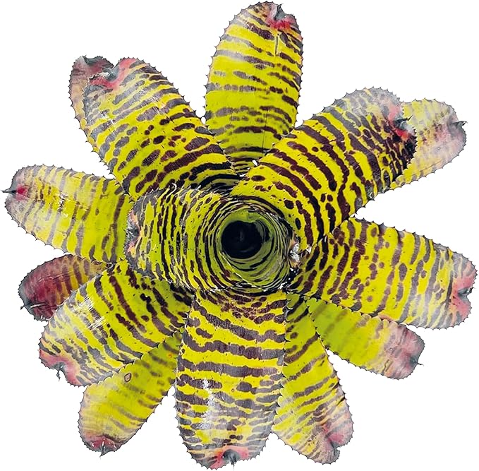 ragnaroc Live Plants – Bromeliad Neoregelia Dragon, 8-12" in 6" Pot - 1ct - Live Arrival Guaranteed - House Plants for Home Decor & Gift