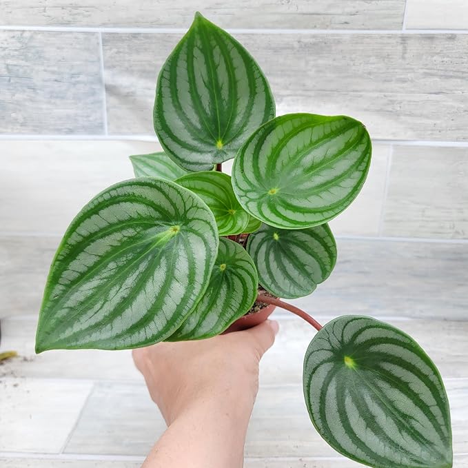 Rare Watermelon Peperomia (Peperomia argyreia) – Live Indoor Houseplant | 4″ Pot | Easy-Care Exotic Plant | Unique Variegated Foliage | Air Purifying Greenery for Home or Office