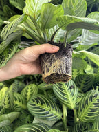 Live Plant, 2 Lemon Lime Maranta Prayer Plant, Pet Friendly, Air Purifying Plant, Easy Care, Easy Grow, Live Indoor Plant, Houseplant, Rare Indoor Plant, Home Décor 4 inch Pot by Hopewind Plants Shop