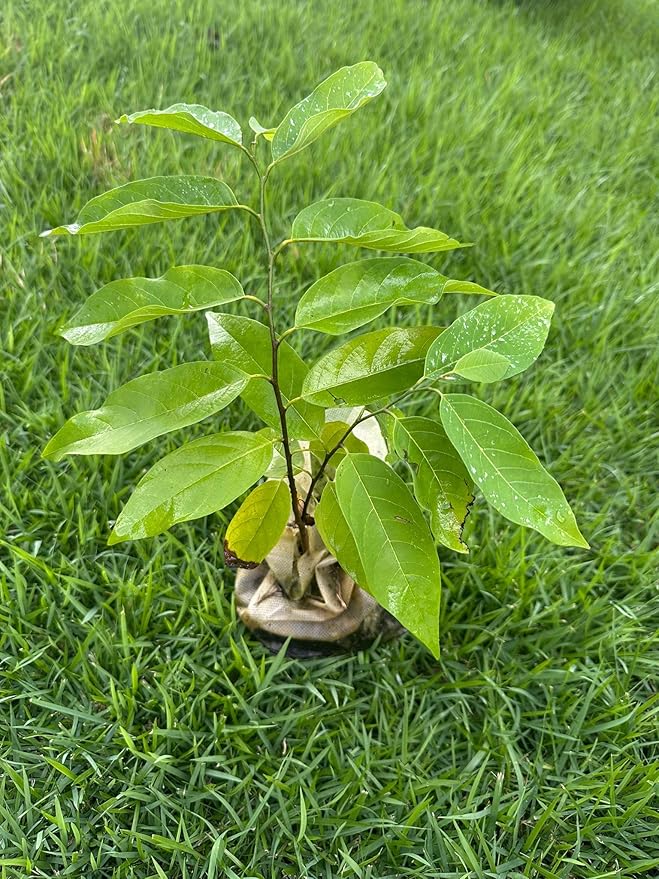 Red Custard Apple Tree – 8–12 in Live Tropical Fruit Tree Seedling (Annona reticulata L) | Naturally Grown from Seed | Sweet, Creamy Red-Fleshed Fruit | Rare Fast-Growing Live Plant