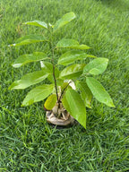Red Custard Apple Tree – 8–12 in Live Tropical Fruit Tree Seedling (Annona reticulata L) | Naturally Grown from Seed | Sweet, Creamy Red-Fleshed Fruit | Rare Fast-Growing Live Plant