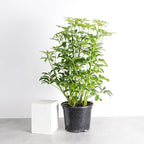 Thorsen's Greenhouse Live Arboricola Umbrella Tree Plant, Schefflera Arboricola, Natural Air Purifier, Easy to Grow, Live Indoor Houseplant, 6-inch Diameter (Growers Pot (6" Pot))