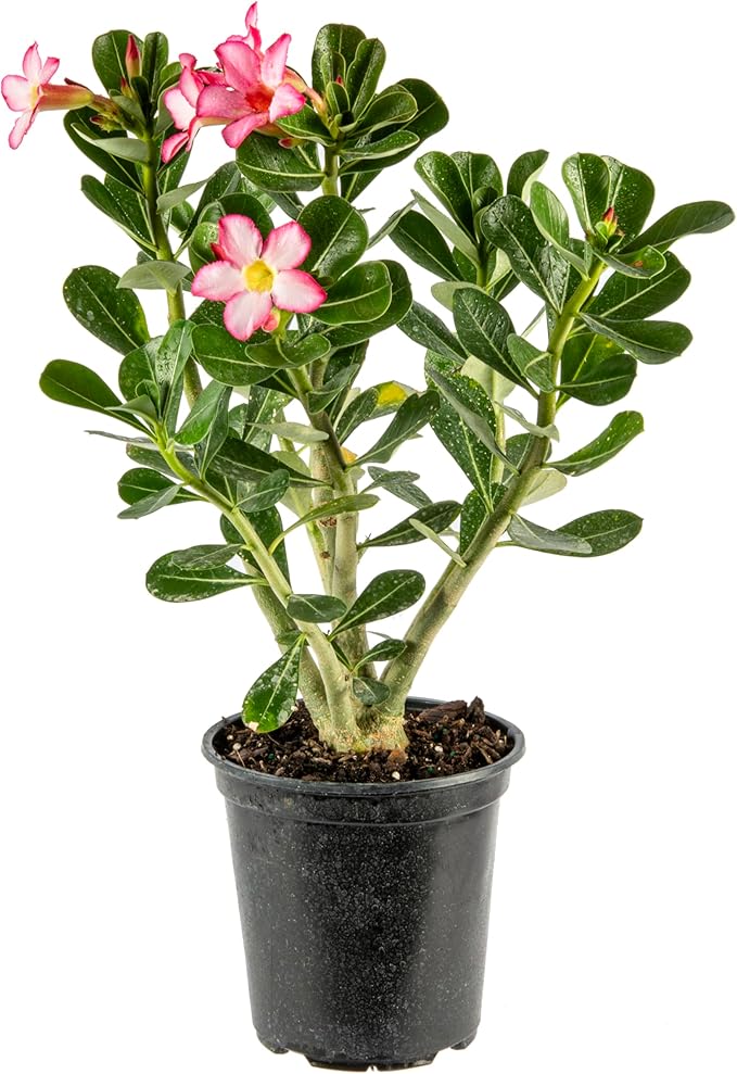American Plant Exchange Live Single Bloom Desert Rose Plant, Indoor Plant with Pink Flowers, Plant Pot for Home and Garden Decor, 5" Pot
