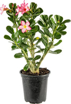 American Plant Exchange Live Single Bloom Desert Rose Plant, Indoor Plant with Pink Flowers, Plant Pot for Home and Garden Decor, 5" Pot