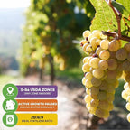 Blanc du Bois Grape - Vitis labrusca - Wellspring Gardens Starter Plant - Live Plant for Outdoor Gardens - Vigorous Grapevine Plants - Ideal for Fruit Gardening in Patio and Garden